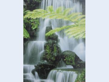 Wandbild Wasserfall mit Farn